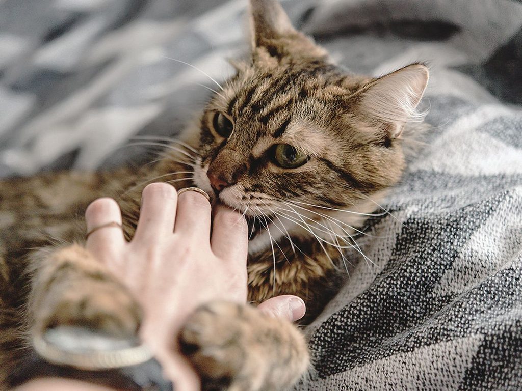 NEI Therapie, wat is dat? kat
